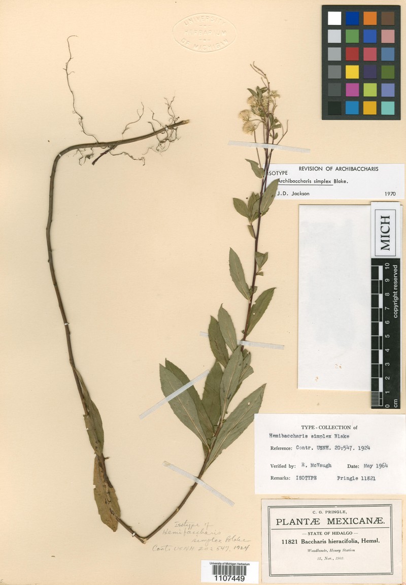 Archibaccharis simplex photo 3