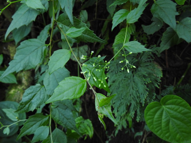 Archibaccharis simplex