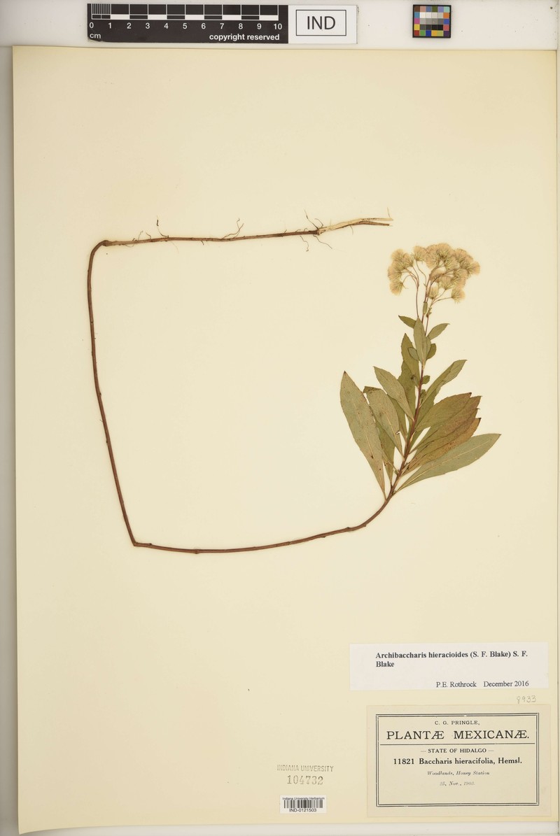 Archibaccharis simplex photo 2