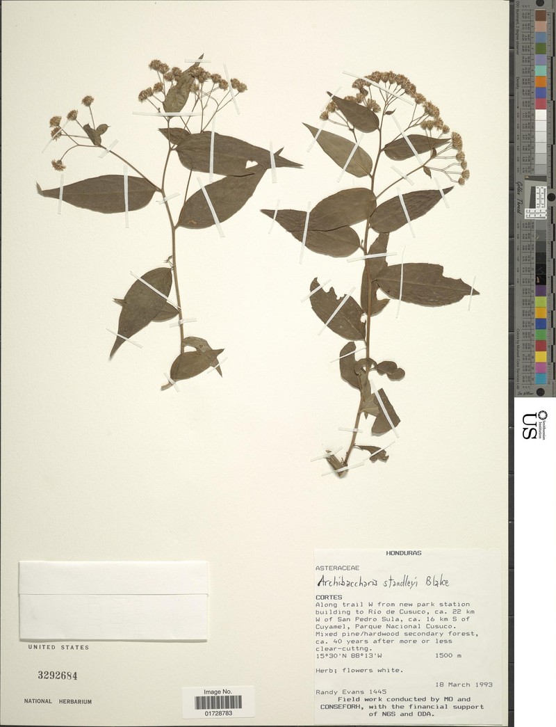 Archibaccharis standleyi