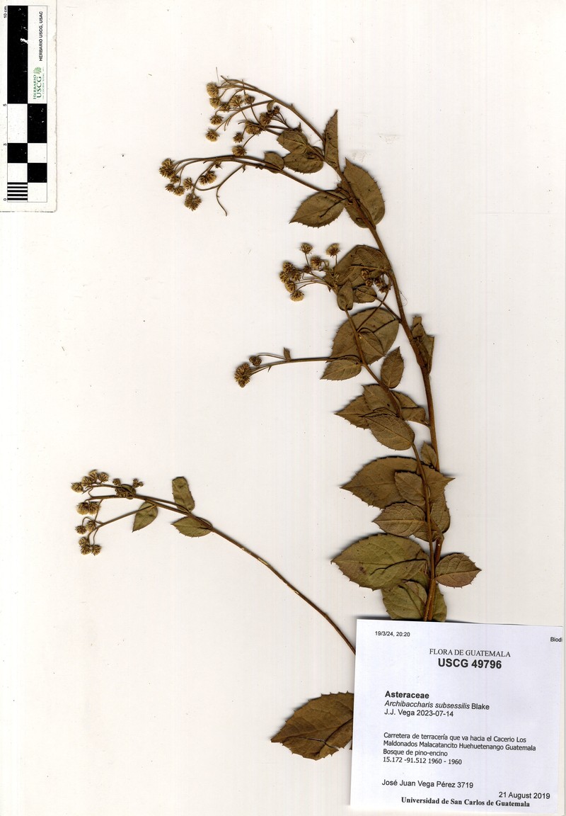Archibaccharis subsessilis photo 2