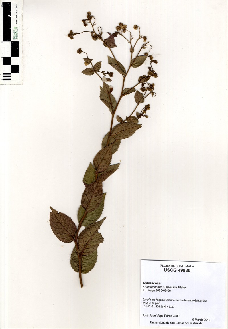 Archibaccharis subsessilis photo 3