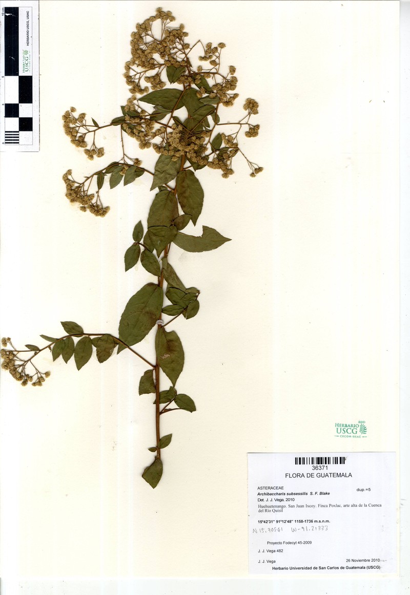 Archibaccharis subsessilis photo 4