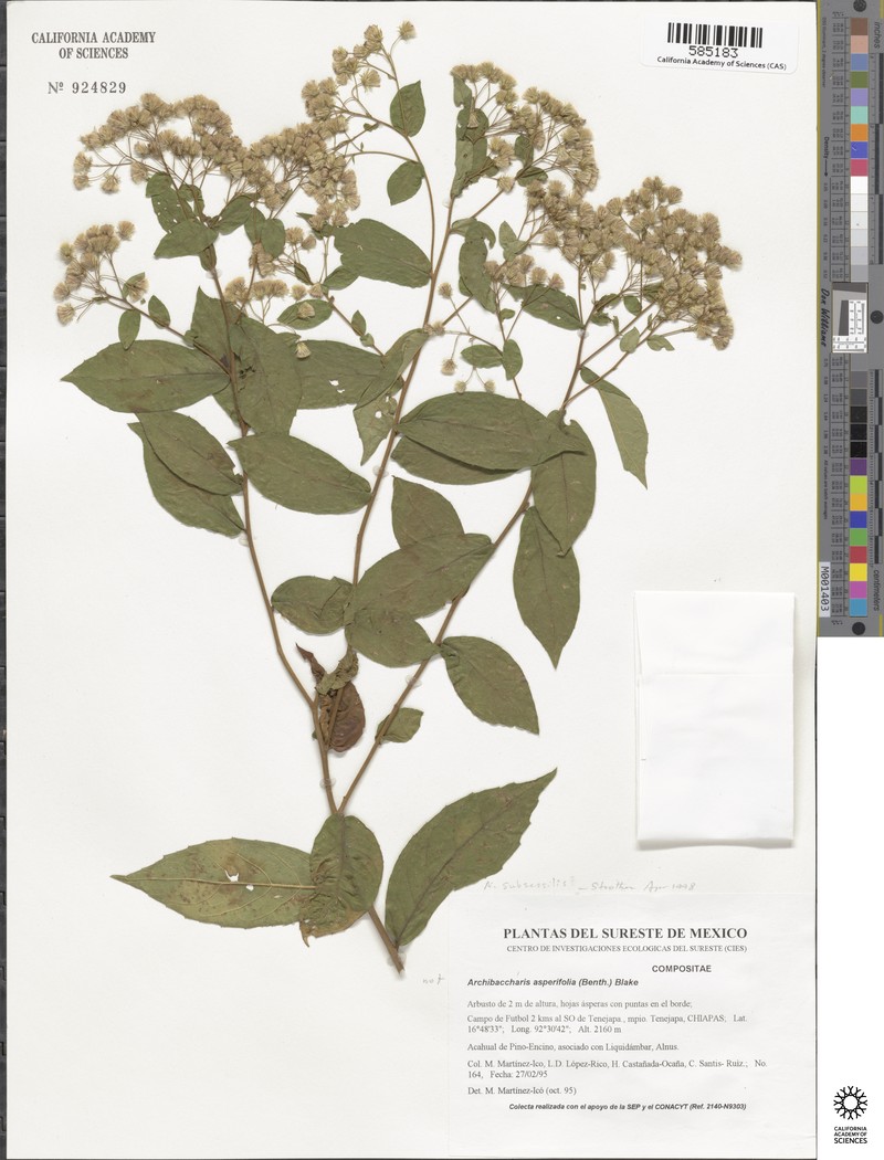 Archibaccharis subsessilis photo 5