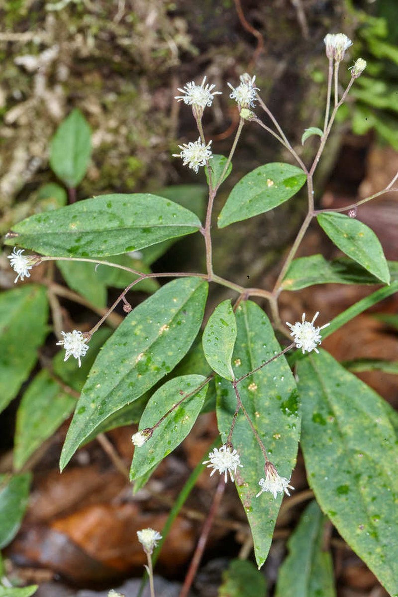 Archibaccharis subsessilis