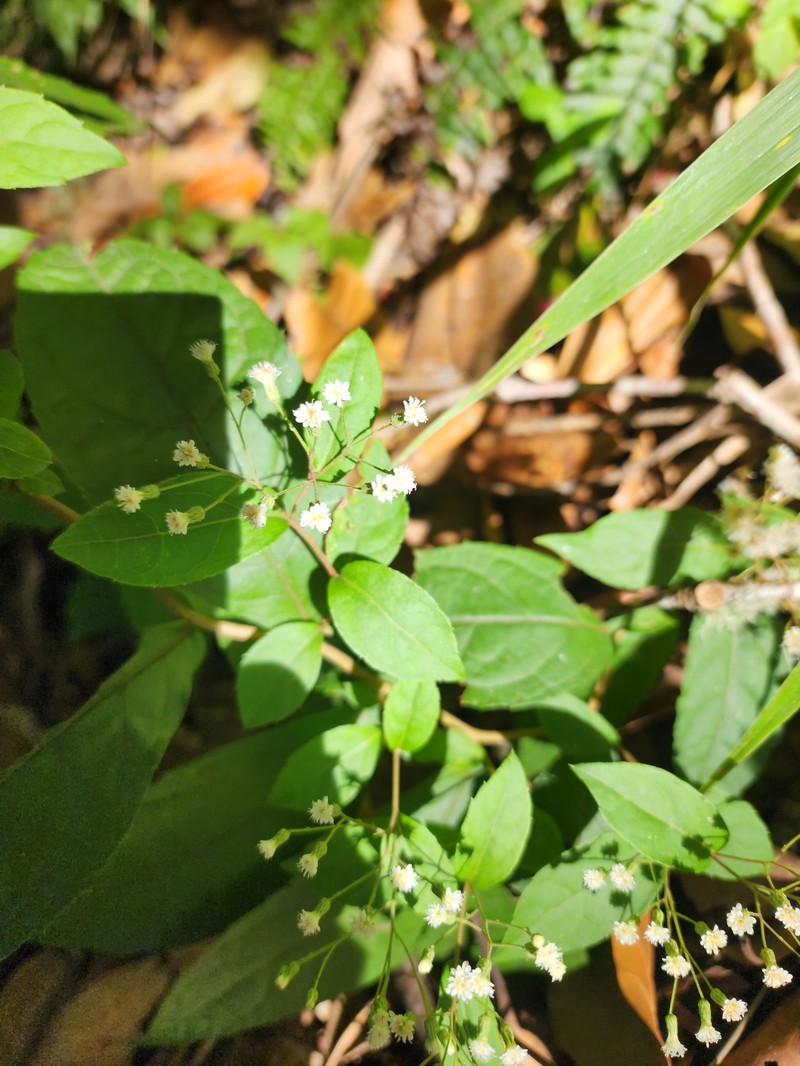Archibaccharis subsessilis photo 7