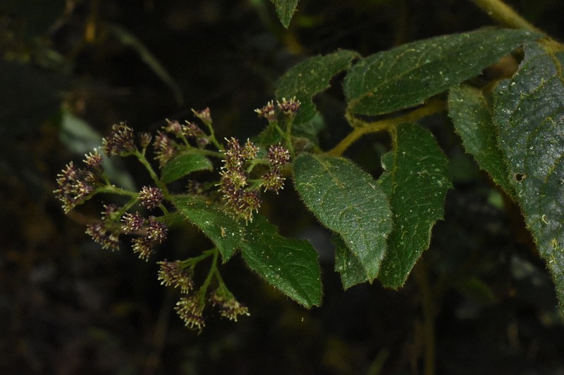 Archibaccharis taeniotricha
