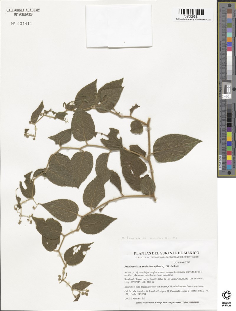 Archibaccharis taeniotricha