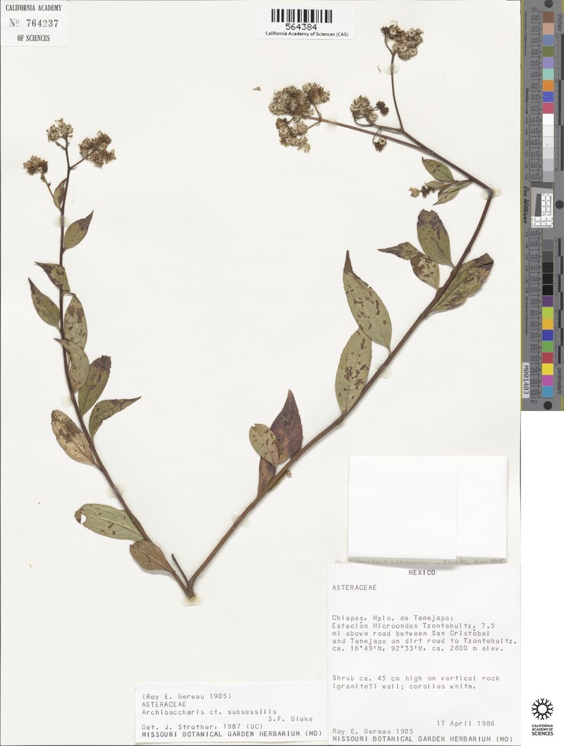 Archibaccharis trichotoma