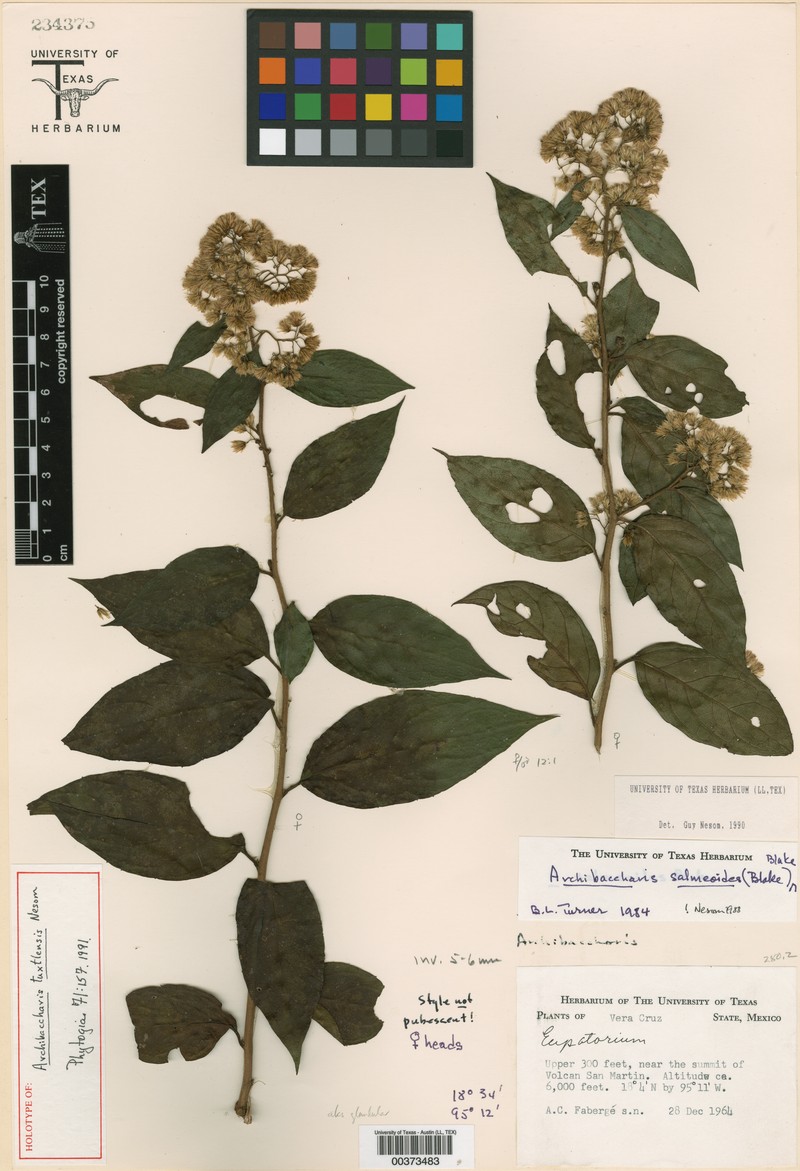 Archibaccharis tuxtlensis