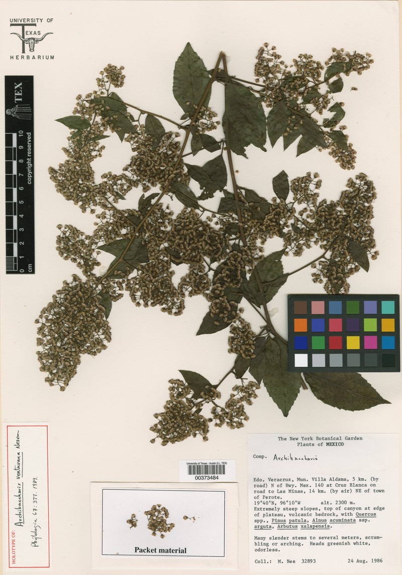 Archibaccharis venturana