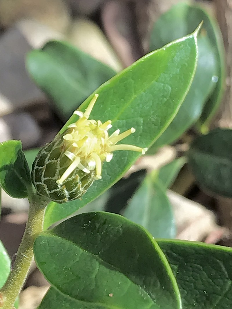 Archidasyphyllum diacanthoides