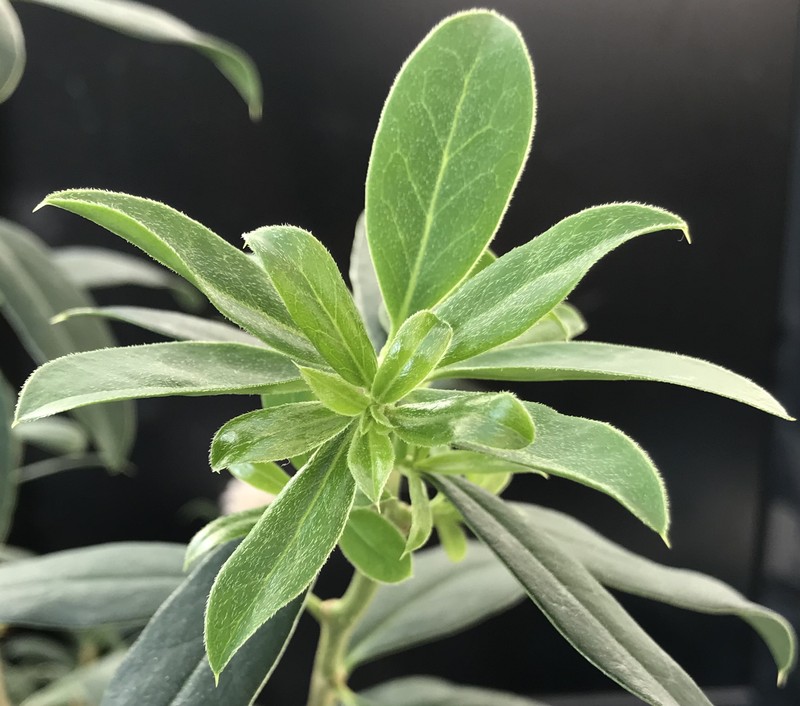 Archidasyphyllum diacanthoides photo 2
