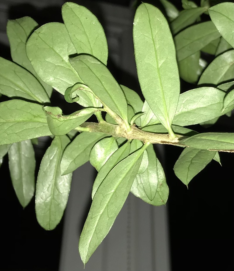 Archidasyphyllum diacanthoides photo 3
