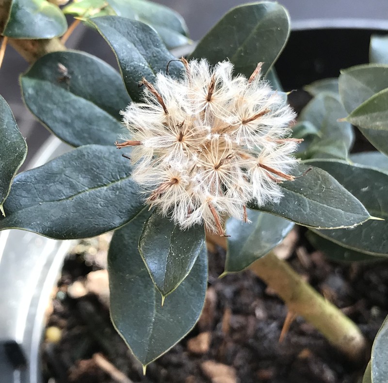 Archidasyphyllum diacanthoides photo 4