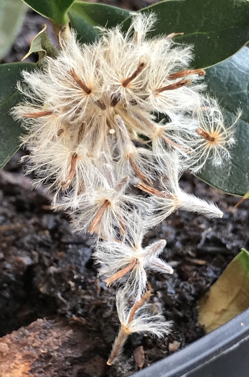 Archidasyphyllum diacanthoides photo 5