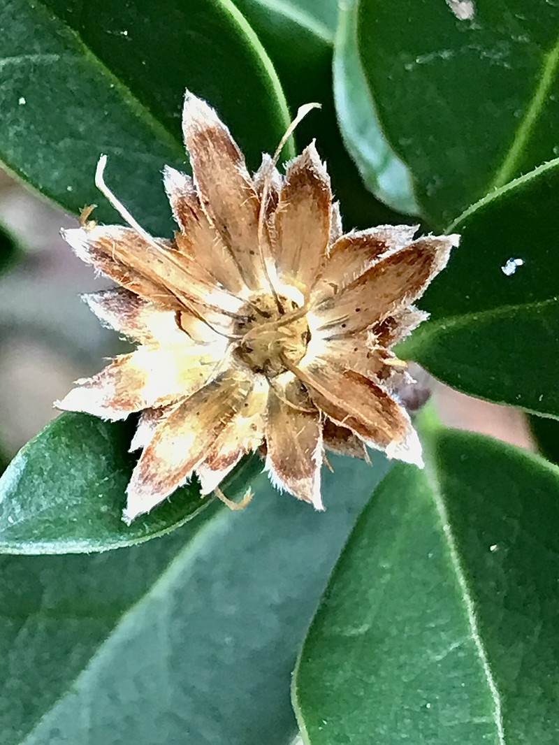 Archidasyphyllum diacanthoides photo 6