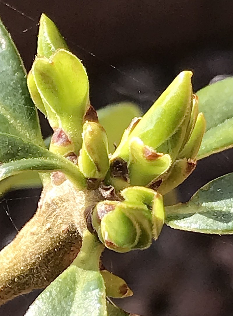 Archidasyphyllum diacanthoides photo 7