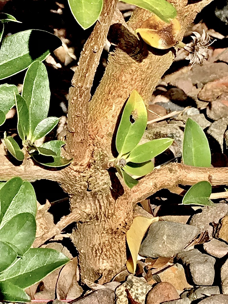 Archidasyphyllum diacanthoides photo 8