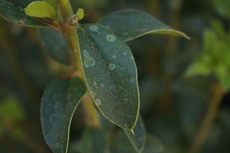 Archidasyphyllum excelsum