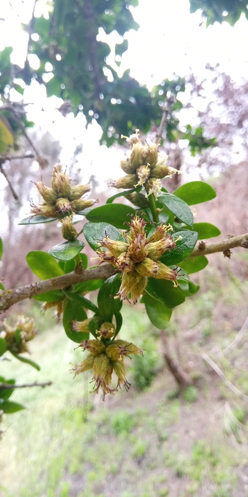 Archidasyphyllum excelsum photo 2