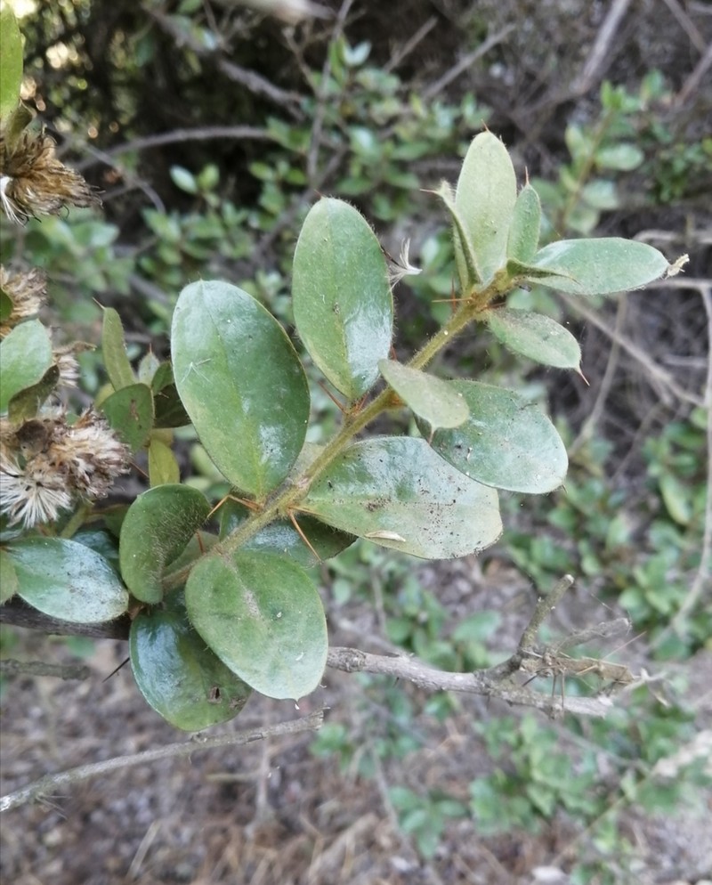 Archidasyphyllum excelsum photo 3
