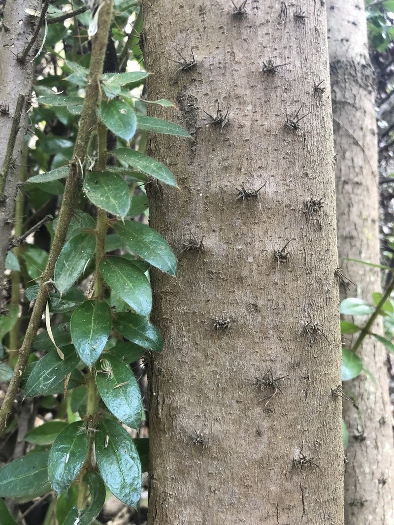 Archidasyphyllum excelsum photo 4