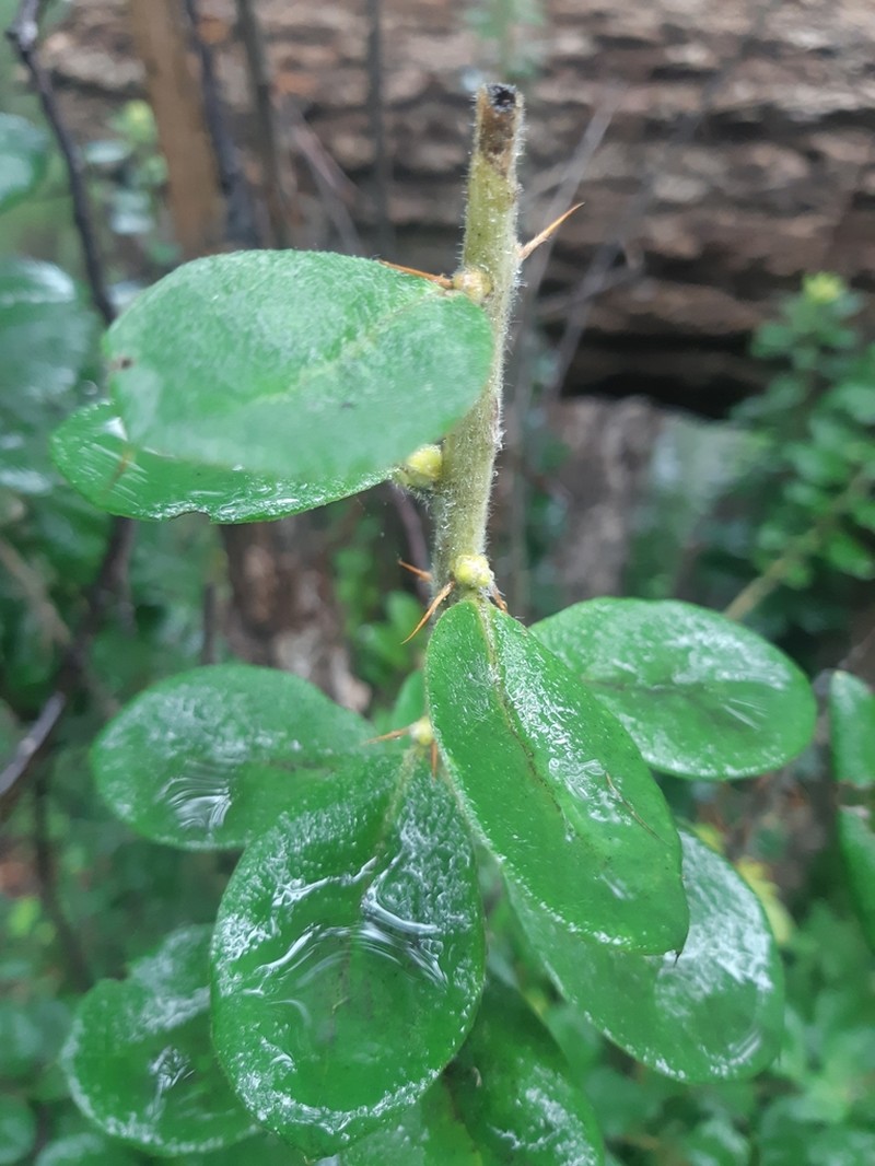Archidasyphyllum excelsum photo 5