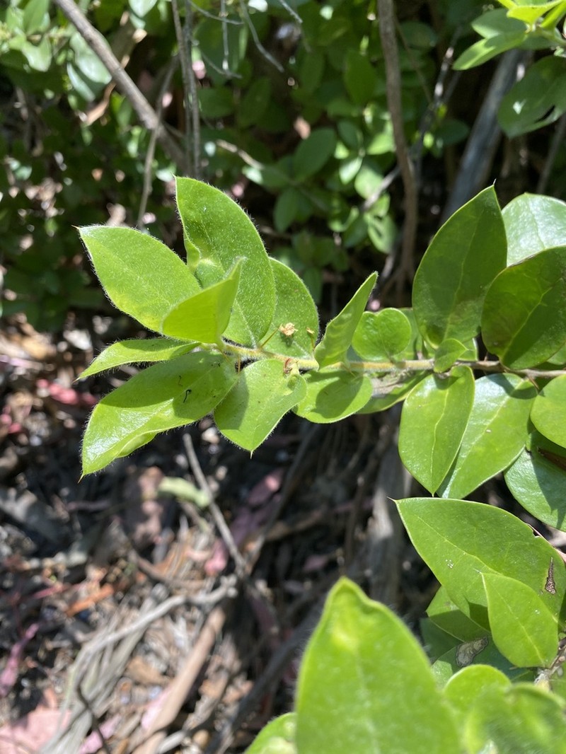 Archidasyphyllum excelsum photo 6