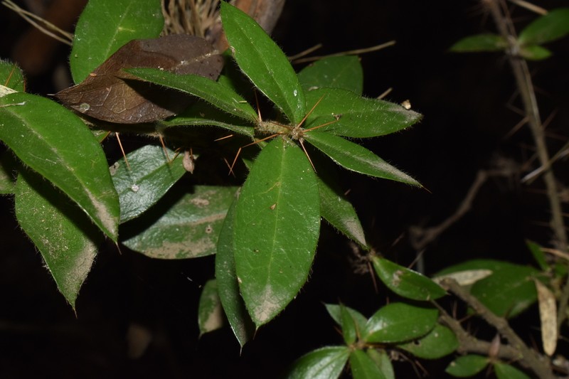 Archidasyphyllum excelsum photo 7