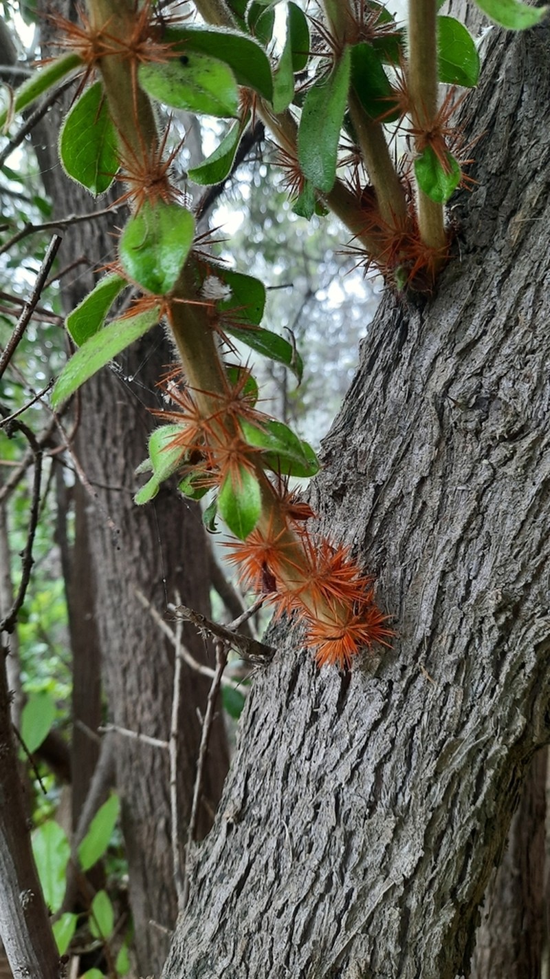 Archidasyphyllum excelsum photo 8