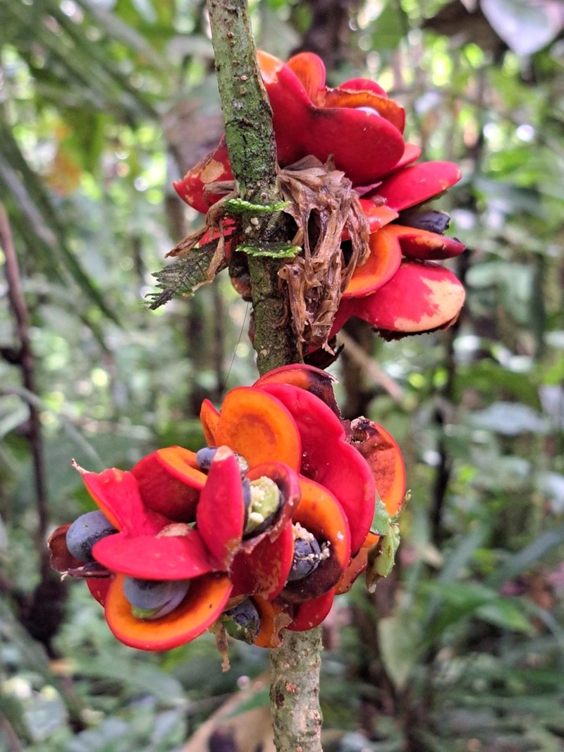 Archidendron alatum
