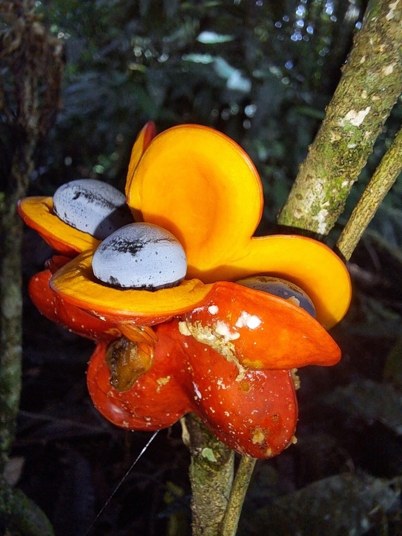 Archidendron alatum photo 2