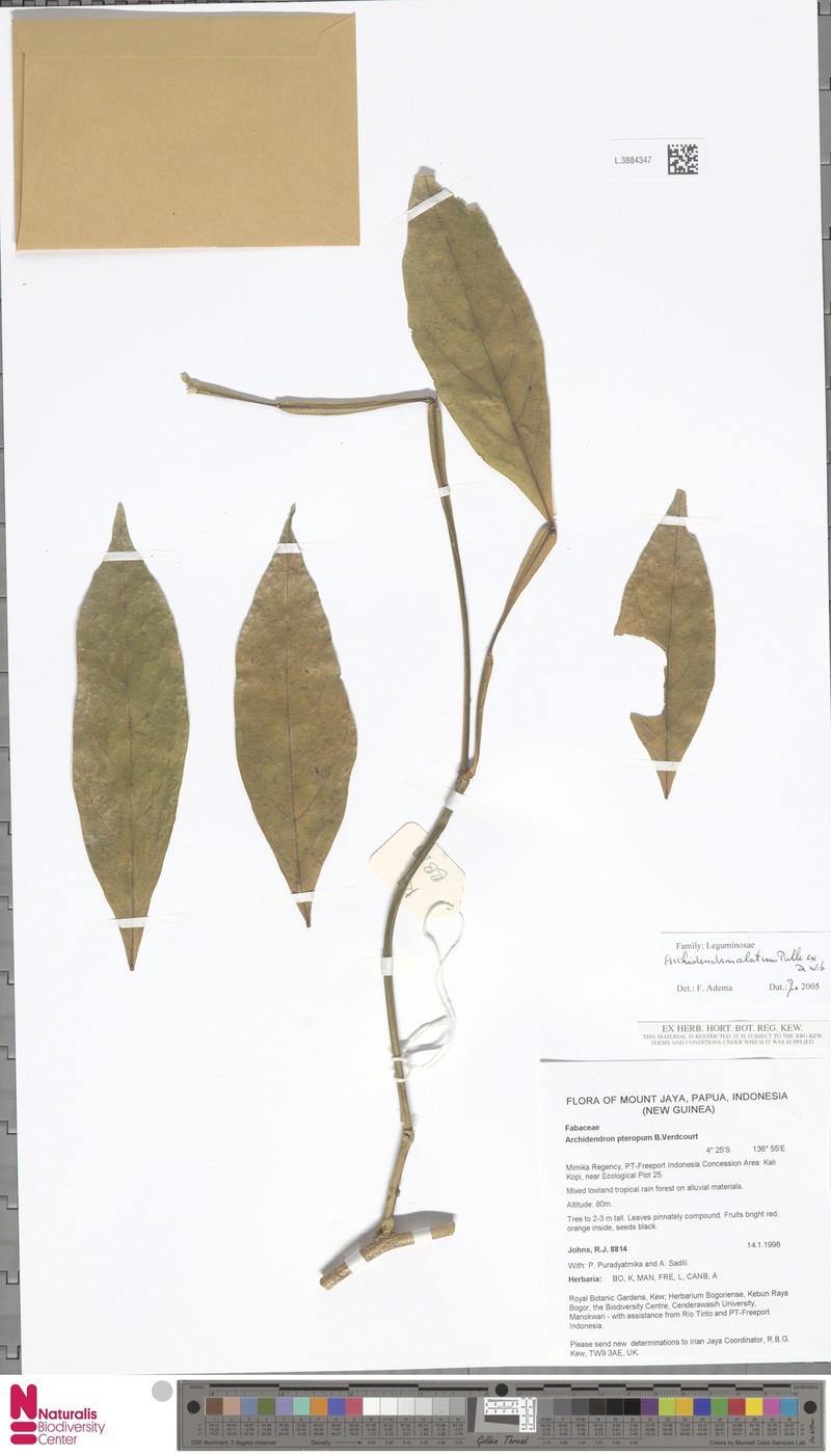 Archidendron alatum photo 5