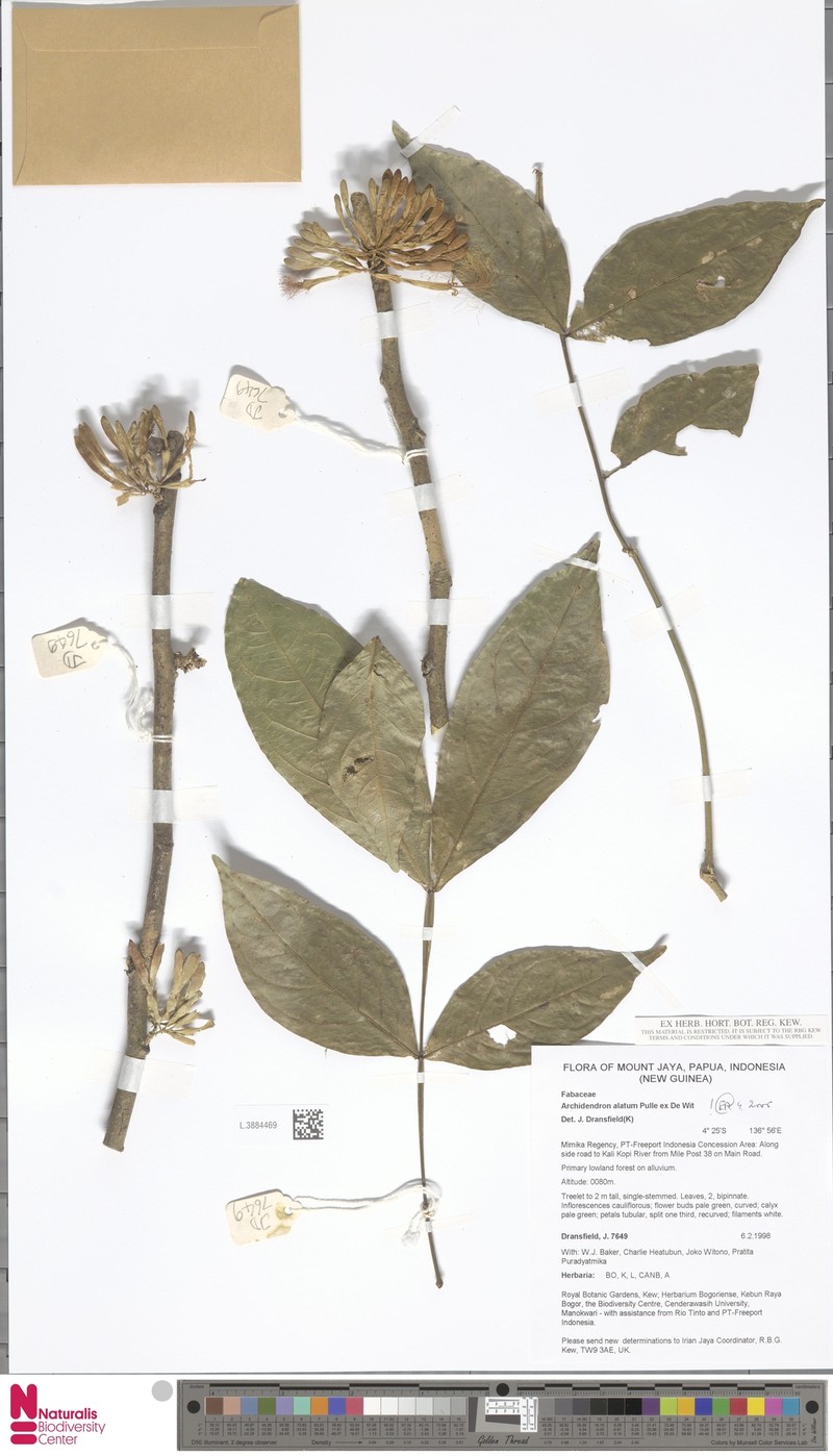 Archidendron alatum photo 6