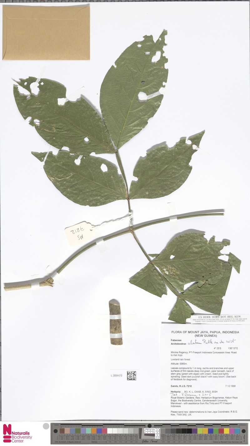 Archidendron alatum photo 7