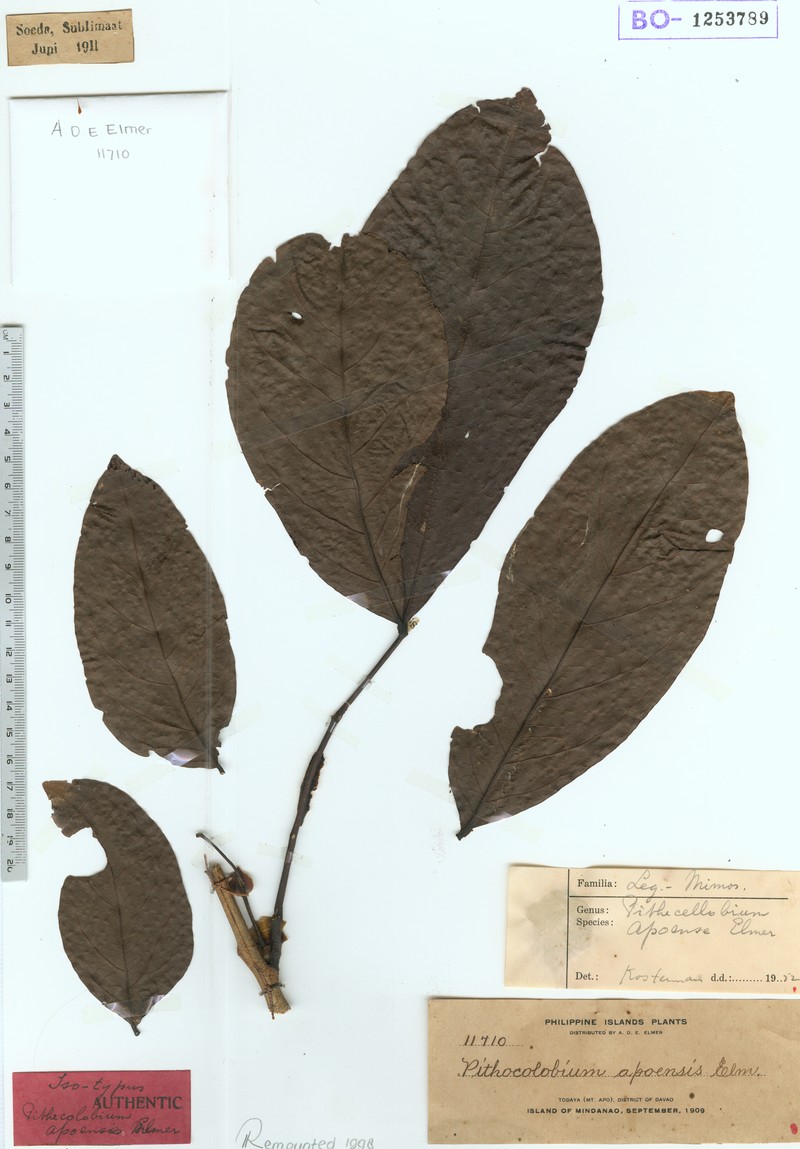 Archidendron apoense