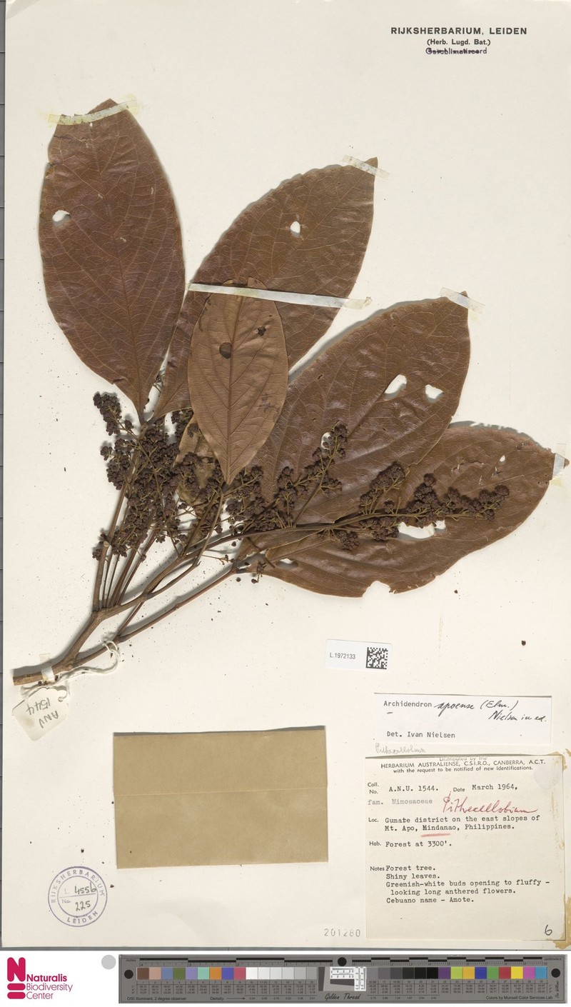 Archidendron apoense photo 2