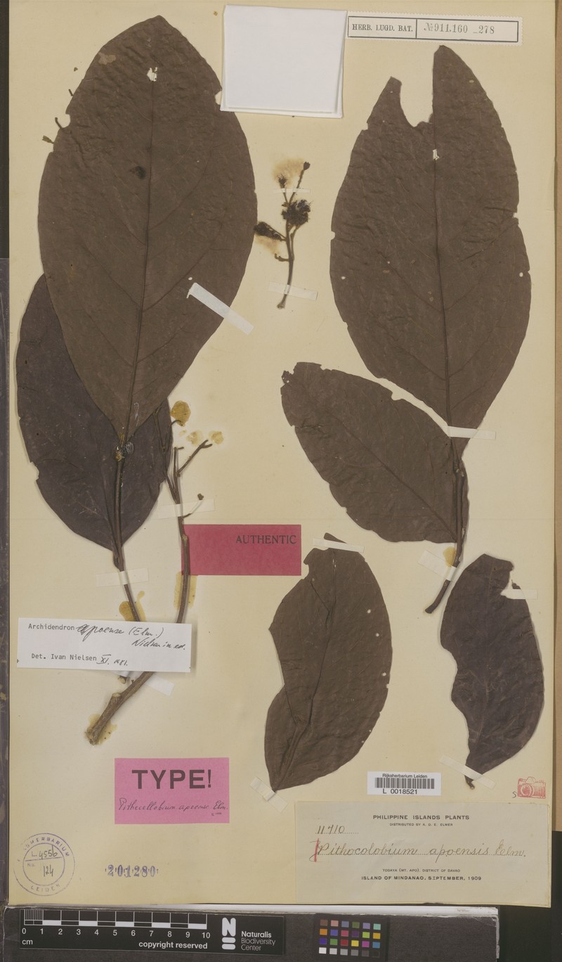 Archidendron apoense photo 3