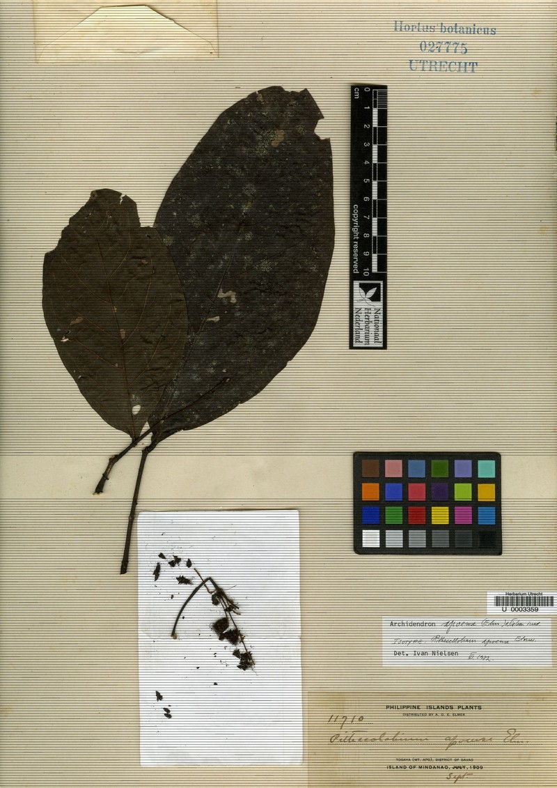 Archidendron apoense photo 4