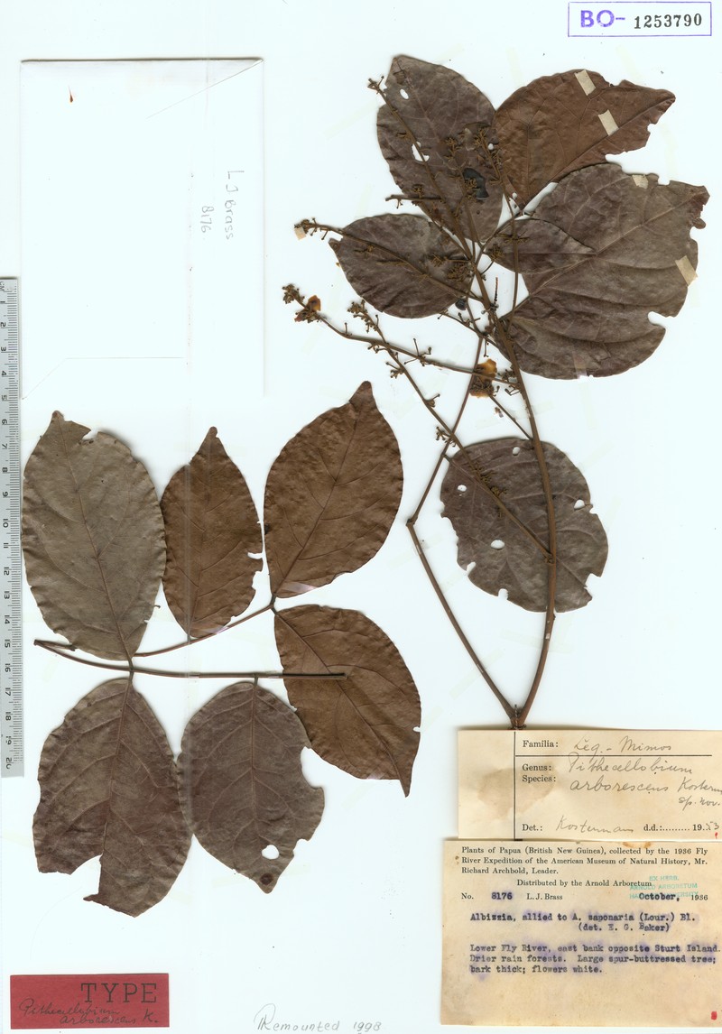 Archidendron arborescens