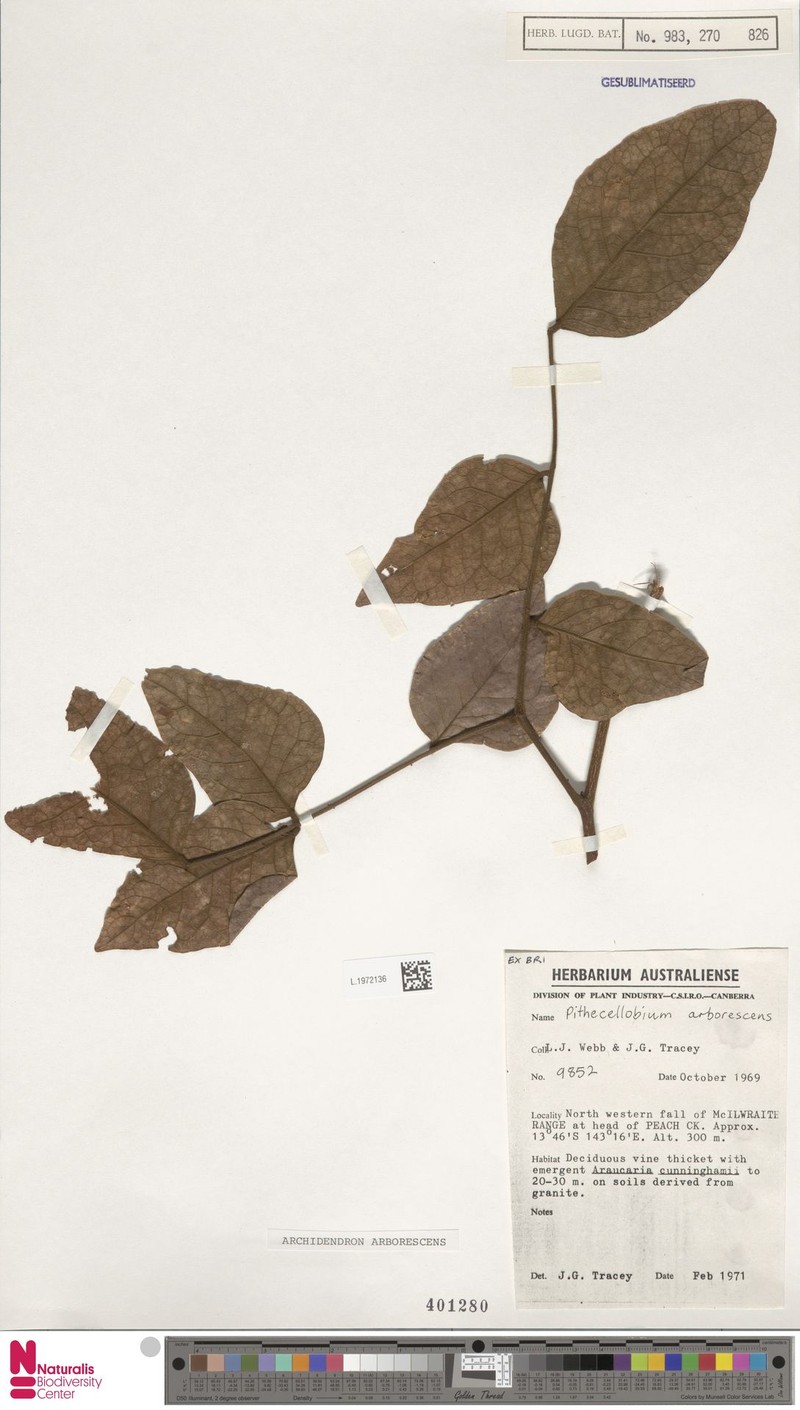 Archidendron arborescens photo 2
