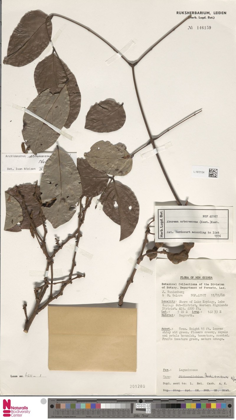 Archidendron arborescens photo 3