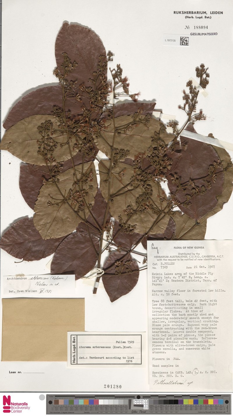 Archidendron arborescens photo 4
