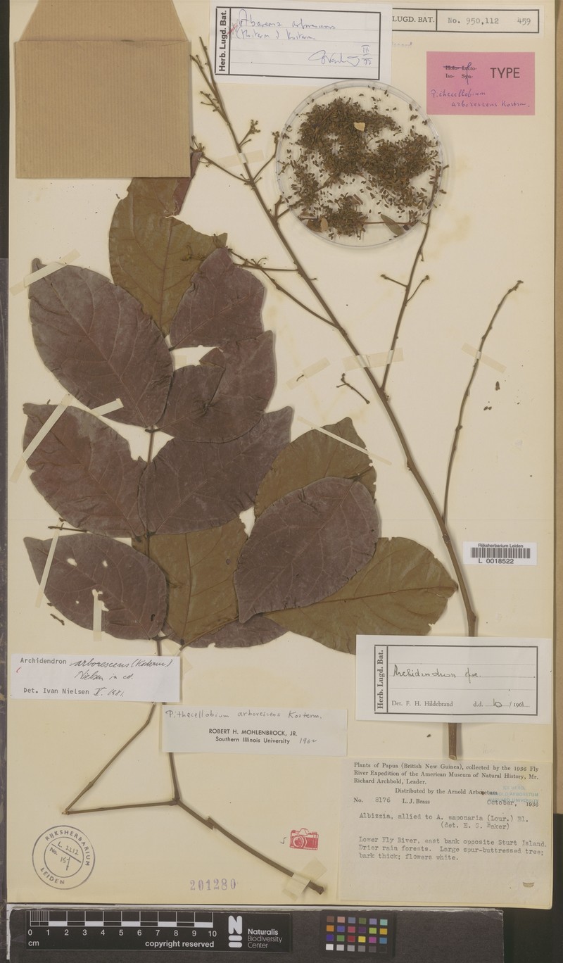 Archidendron arborescens photo 5