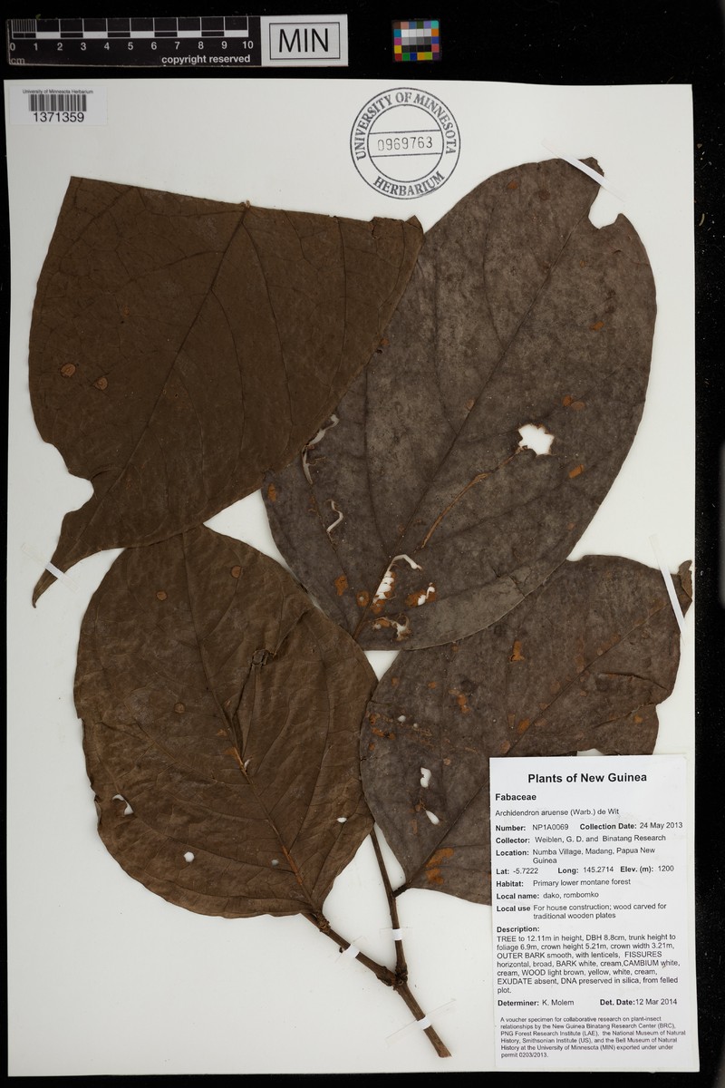 Archidendron aruense