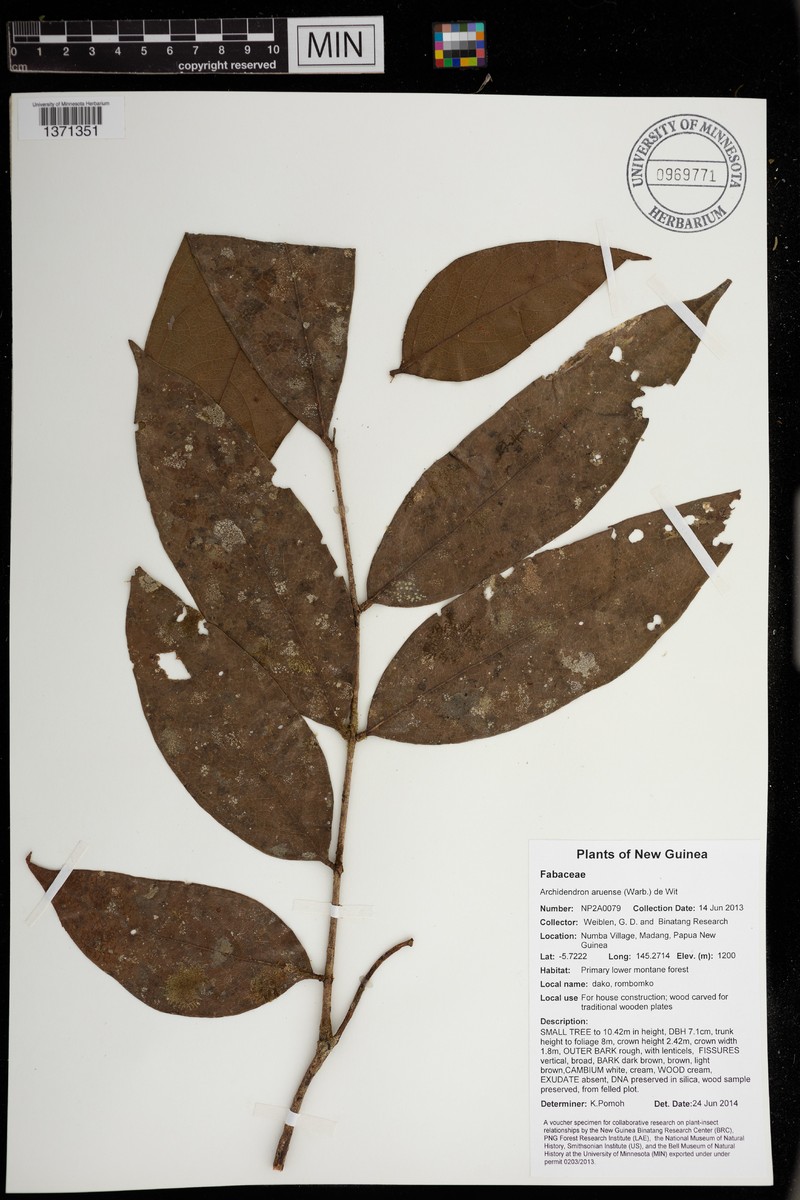 Archidendron aruense photo 2