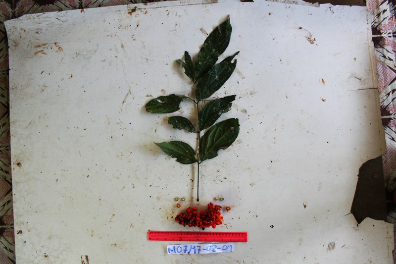 Archidendron aruense photo 3