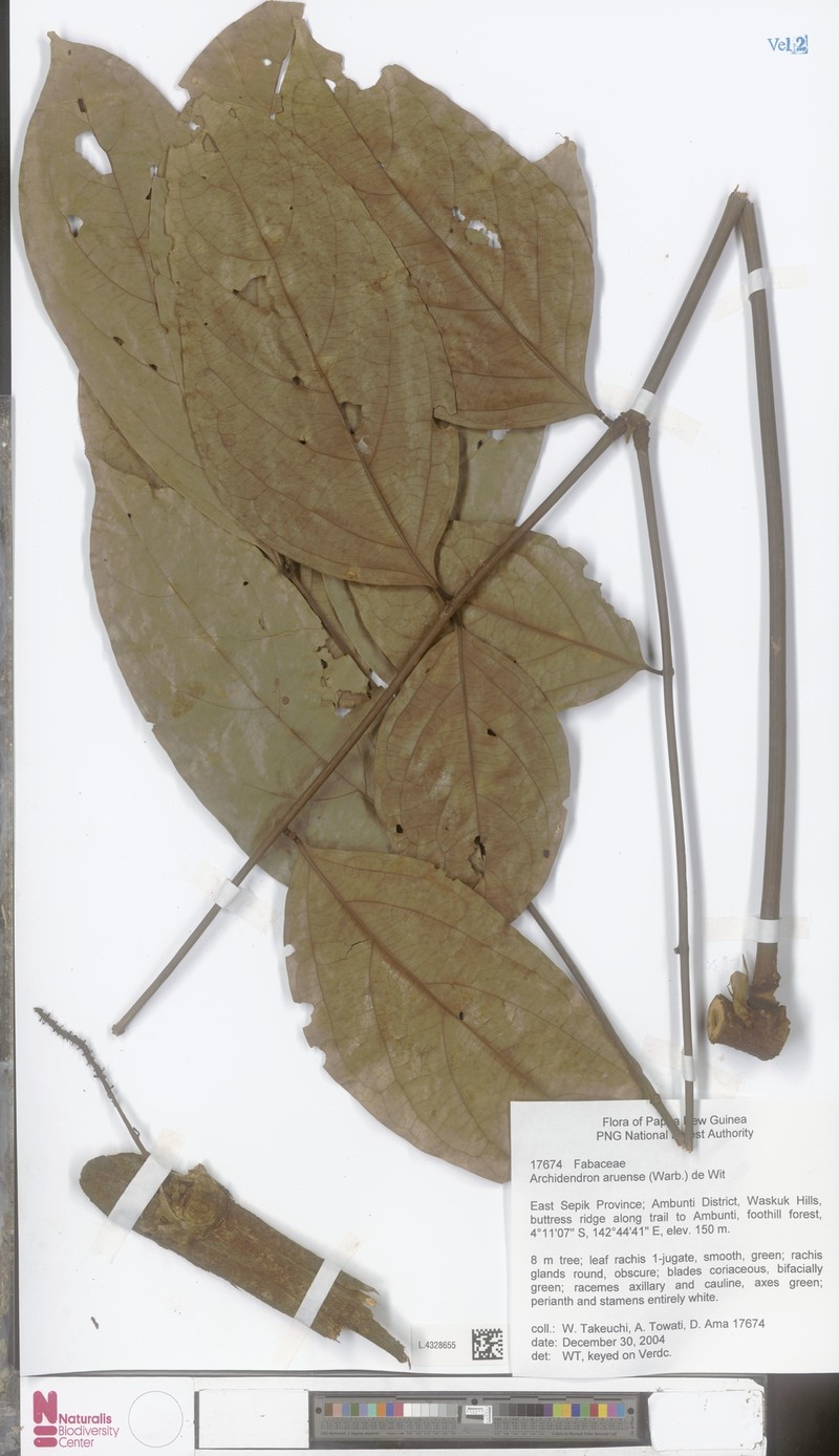 Archidendron aruense photo 4