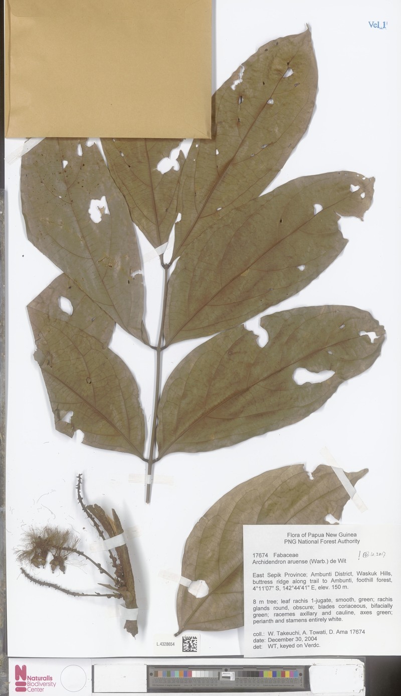 Archidendron aruense photo 5